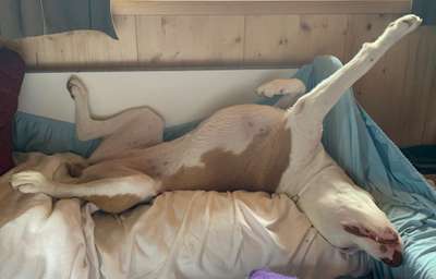 Wo habt ihr eure Hunde her ?-Beitrag-Bild