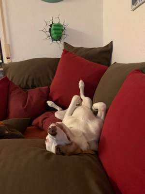 Lustigsten Grimassen von euren Hunden-Beitrag-Bild