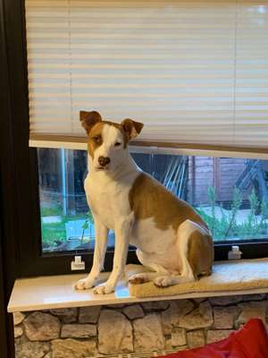 Podencomischling oder Podenco-Beitrag-Bild