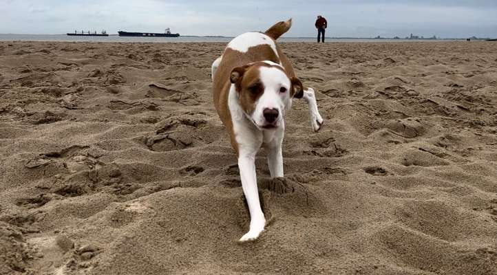 Rutenamputation-Beitrag-Bild