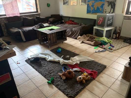 Zeig mir, dass du mit einem hund zusammenlebst....-Beitrag-Bild