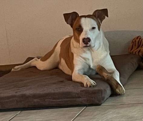 Natürliche Kauartikel-Beitrag-Bild