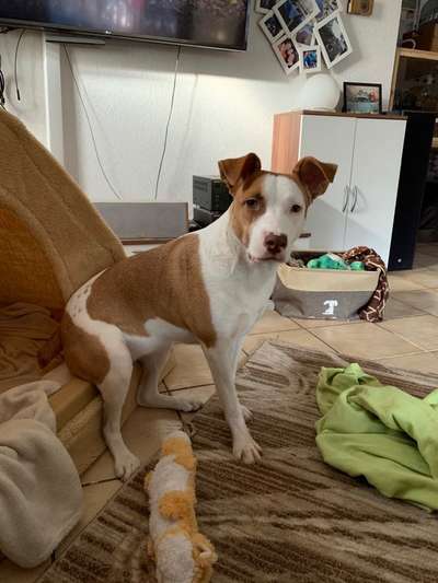 Geschreddert!-Beitrag-Bild