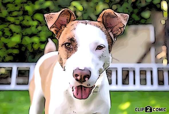 Der Hund als Cartoon-Beitrag-Bild