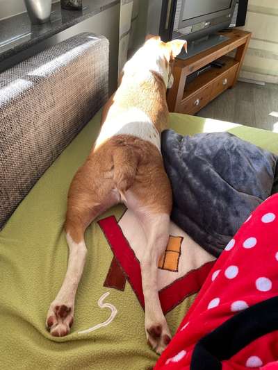 Dogorama Photo Challenge - besondere Eigenschaften-Beitrag-Bild