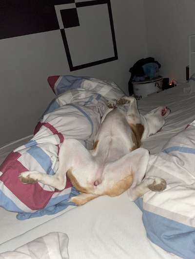 Darf der Hund bei Euch im Bett schlafen?-Beitrag-Bild