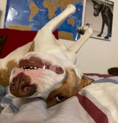 Lieblingsbild von euren Hunden?-Beitrag-Bild