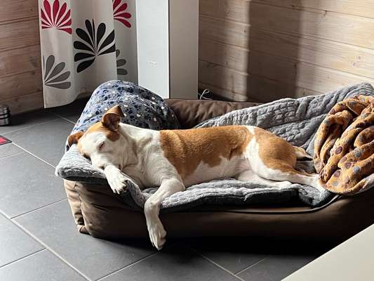 Wo sind die Mischlinge?-Beitrag-Bild