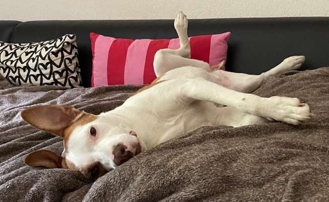 Auslandstierschutz-Beitrag-Bild