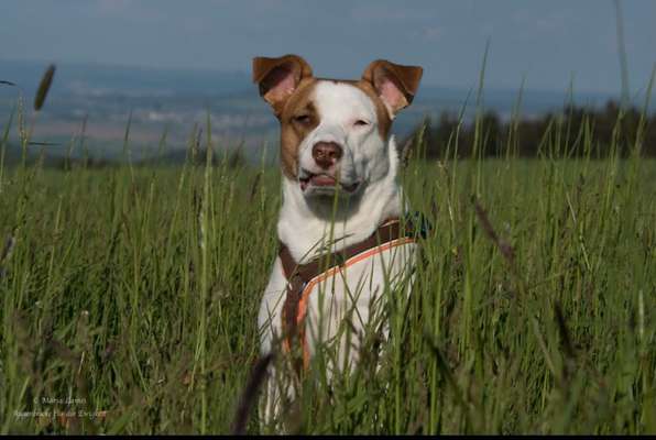 Unter welchen kriterien habt ihr euren Hund rausgesucht ?-Beitrag-Bild