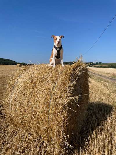 31. Collagen Challenge - Bänke/ Steine /Baumstümpfe-Beitrag-Bild