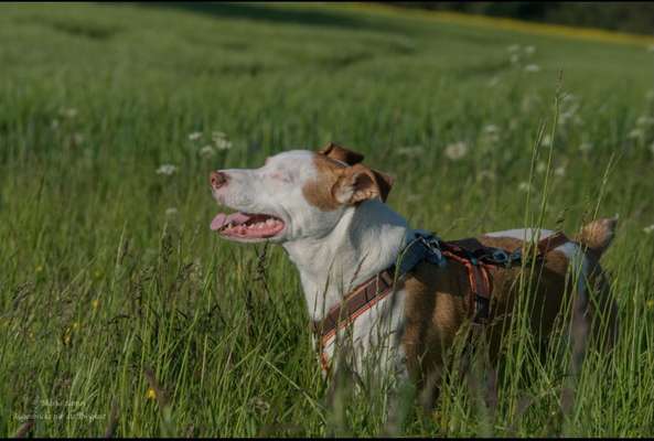 Unter welchen kriterien habt ihr euren Hund rausgesucht ?-Beitrag-Bild