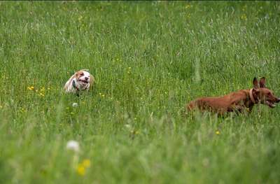 Lustigsten Grimassen von euren Hunden-Beitrag-Bild