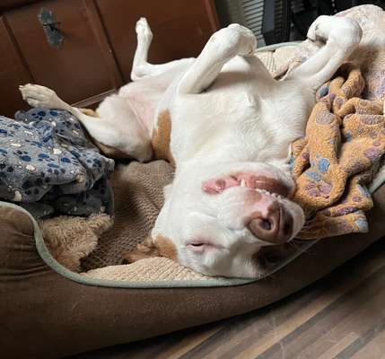 Freunde von 'Kampfhunden'-Beitrag-Bild