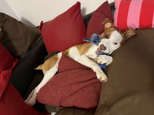 Freunde von 'Kampfhunden'-Beitrag-Bild