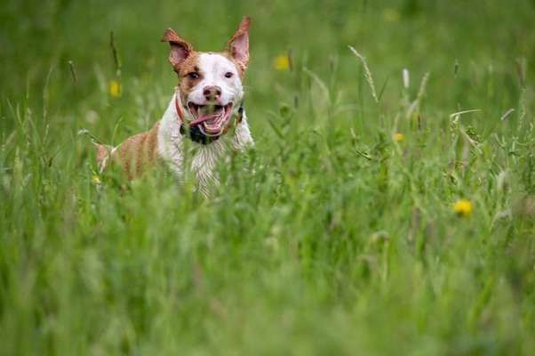 Was können eure Ohren so? ;)-Beitrag-Bild