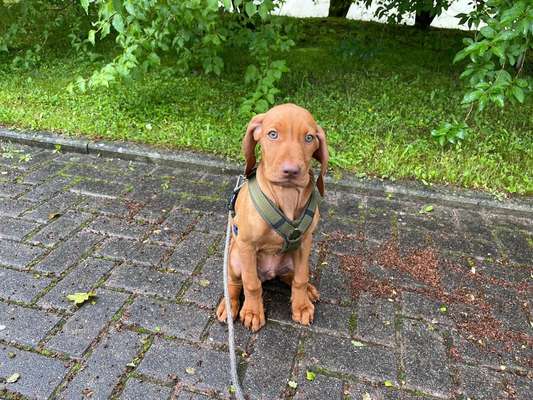 Die Dogorama Wochen Challenge: “Regenspaziergänge"-Beitrag-Bild