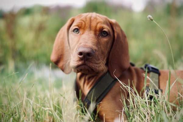 Die Dogorama Kalender Challenge 4/4-Beitrag-Bild