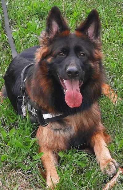 Schäferhund-Beitrag-Bild