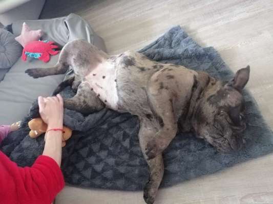 Pyometra, muss man jetzt kastrieren lassen?-Beitrag-Bild