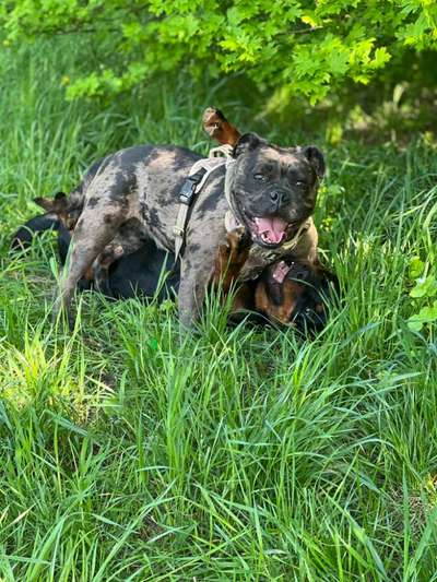 Olde English Bulldogge-Beitrag-Bild