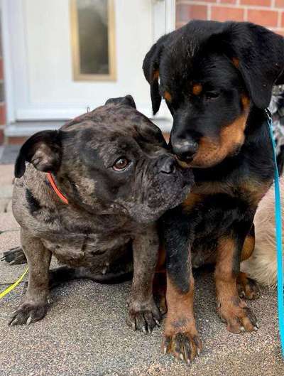 Bester Freund, Hundekumpel - zeigt her!-Beitrag-Bild