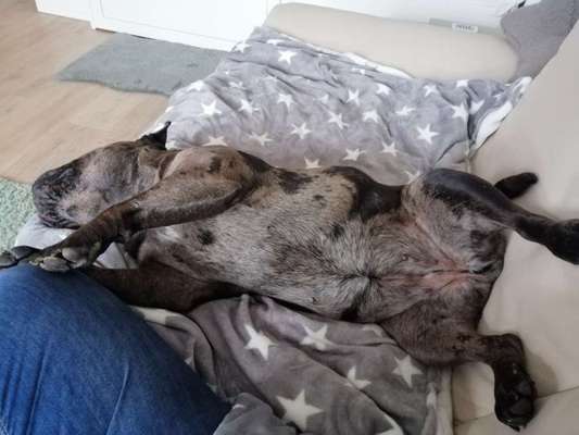 Dogorama Photo Challenge - Zeigt her eure Bäuche-Beitrag-Bild