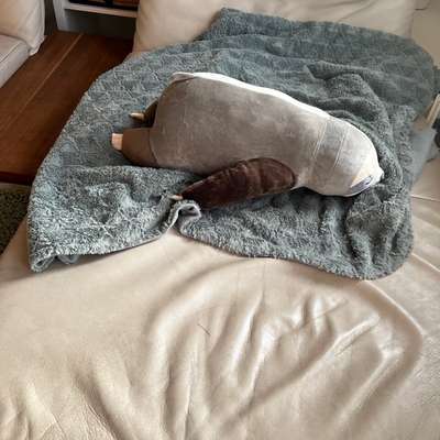 Weihnachtsgeschenk(e) für den Hund?!-Beitrag-Bild