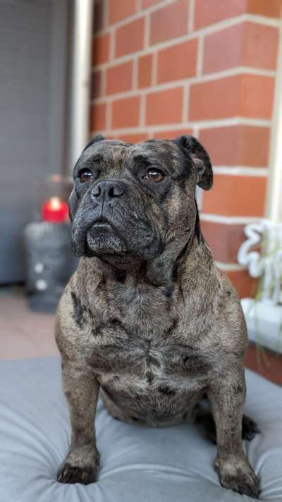 Dogorama Photo Challenge - Durchblick-Beitrag-Bild