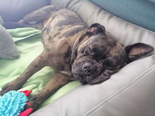 Olde English Bulldogge-Beitrag-Bild