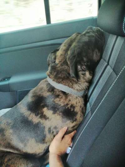 Beruhigungsmittel für die Reise-Beitrag-Bild