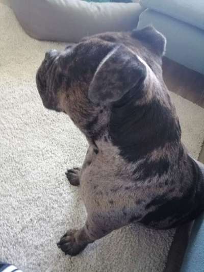 Hundemantel-Beitrag-Bild