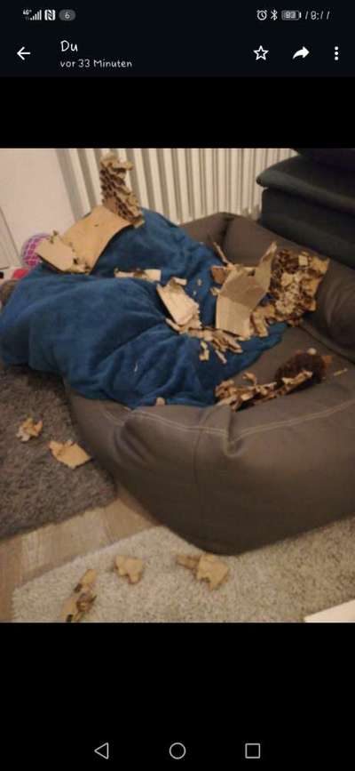 Zeig mir, dass du mit einem hund zusammenlebst....-Beitrag-Bild