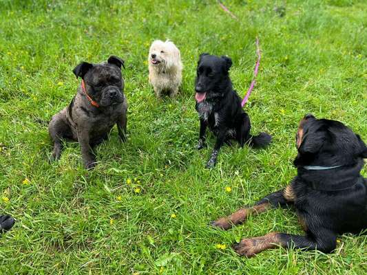 Bester Freund, Hundekumpel - zeigt her!-Beitrag-Bild