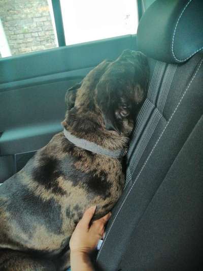 FOTOCHALLENGE 70 - Dein Hund im Auto-Beitrag-Bild