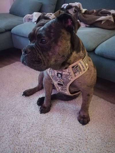 Olde English Bulldogge-Beitrag-Bild