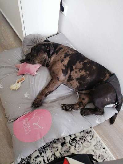 Silvester - Wann Gassi?-Beitrag-Bild