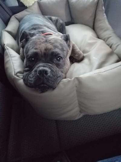 Dogorama Photo Challenge - Hundeblick zum hinschmelzen-Beitrag-Bild