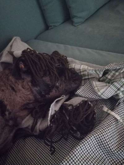 Hund"kreativ" in Szene gesetzt, Fotobomb u.a.-Beitrag-Bild