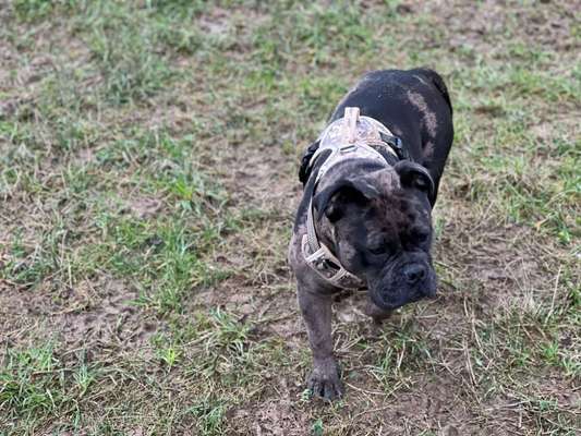 Louisiana Catahoula Leopard Dog-Beitrag-Bild