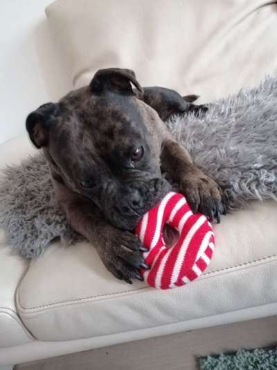 TierschutzhundeStammtisch🐕-Beitrag-Bild