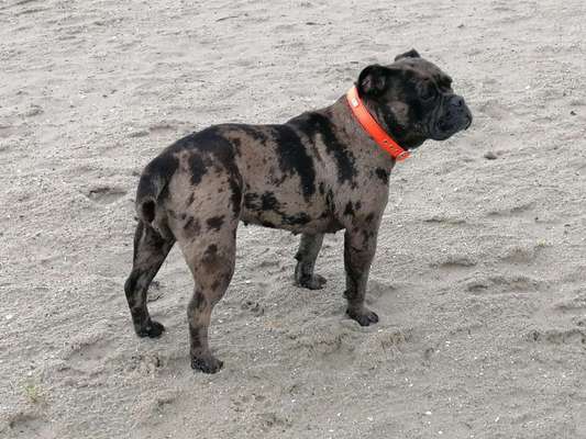 Brachycephale Hunderassen-Beitrag-Bild