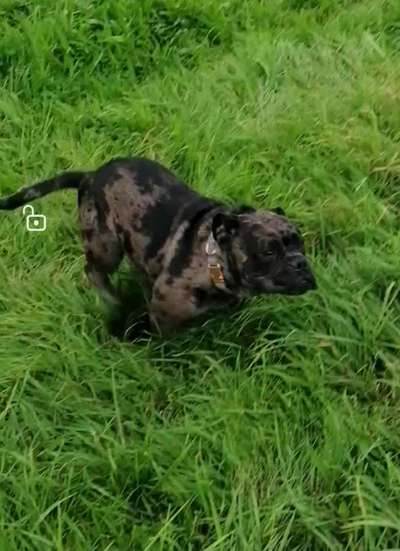 Fotochallenge 66 ~ Rennaction -Zeig deinen Hund im Lauf-Beitrag-Bild