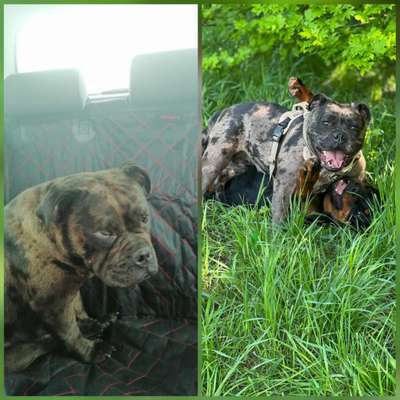 Das erste Bild eures Hundes-Beitrag-Bild