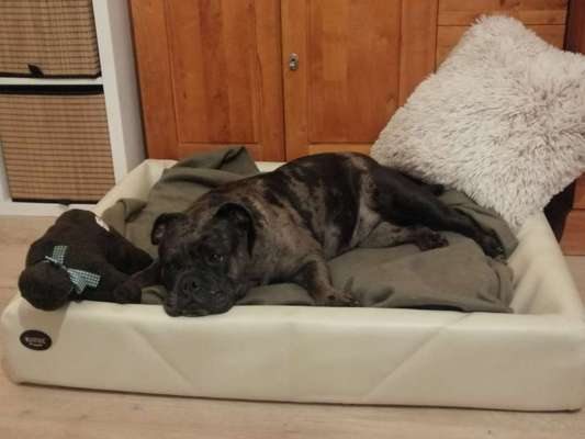 TierschutzhundeStammtisch🐕-Beitrag-Bild