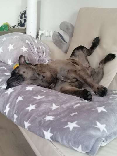 TierschutzhundeStammtisch🐕-Beitrag-Bild