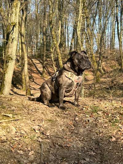 Olde English Bulldogge-Beitrag-Bild