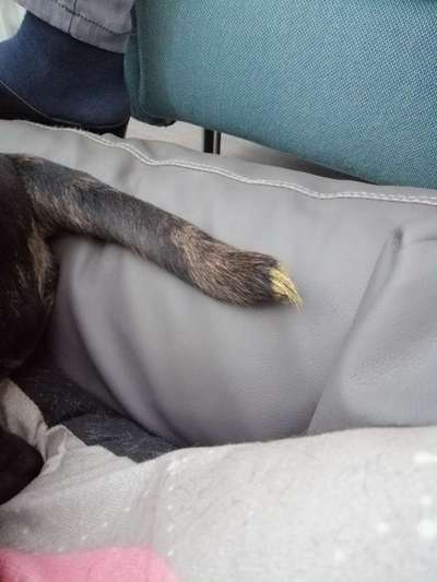 Aus Interesse.... was kostet euer Hund im Monat ?-Beitrag-Bild