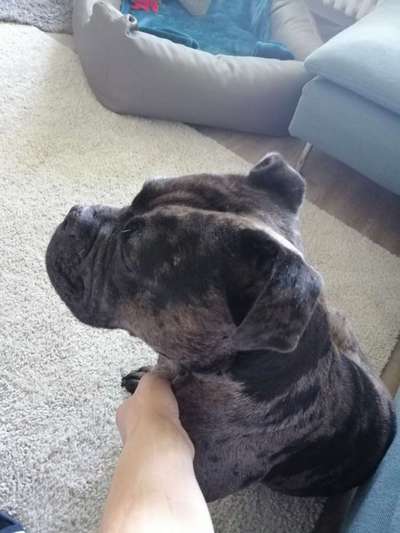 Brachycephale Hunderassen-Beitrag-Bild