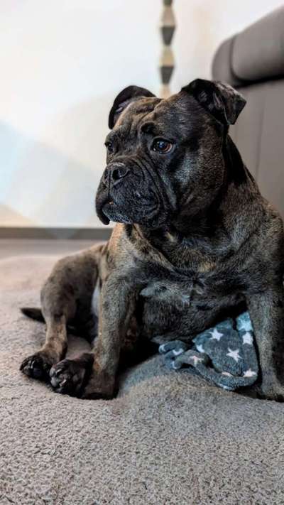 Würdet ihr euch die gleiche Rasse wiederkaufen?-Beitrag-Bild